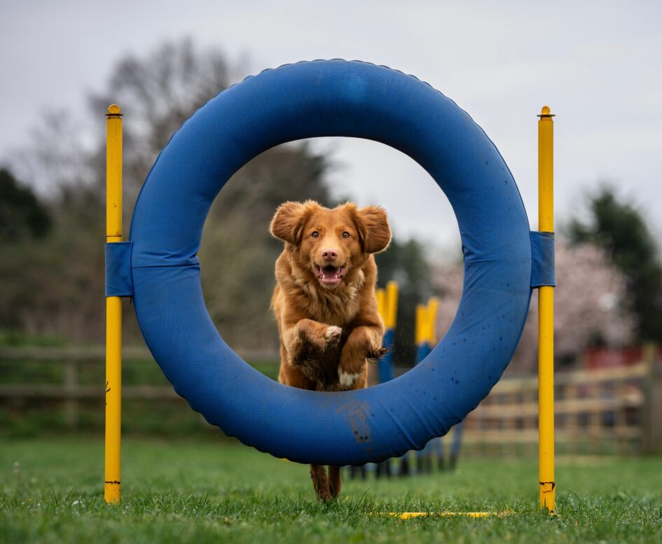 This image shows a dog jumping through a hoop